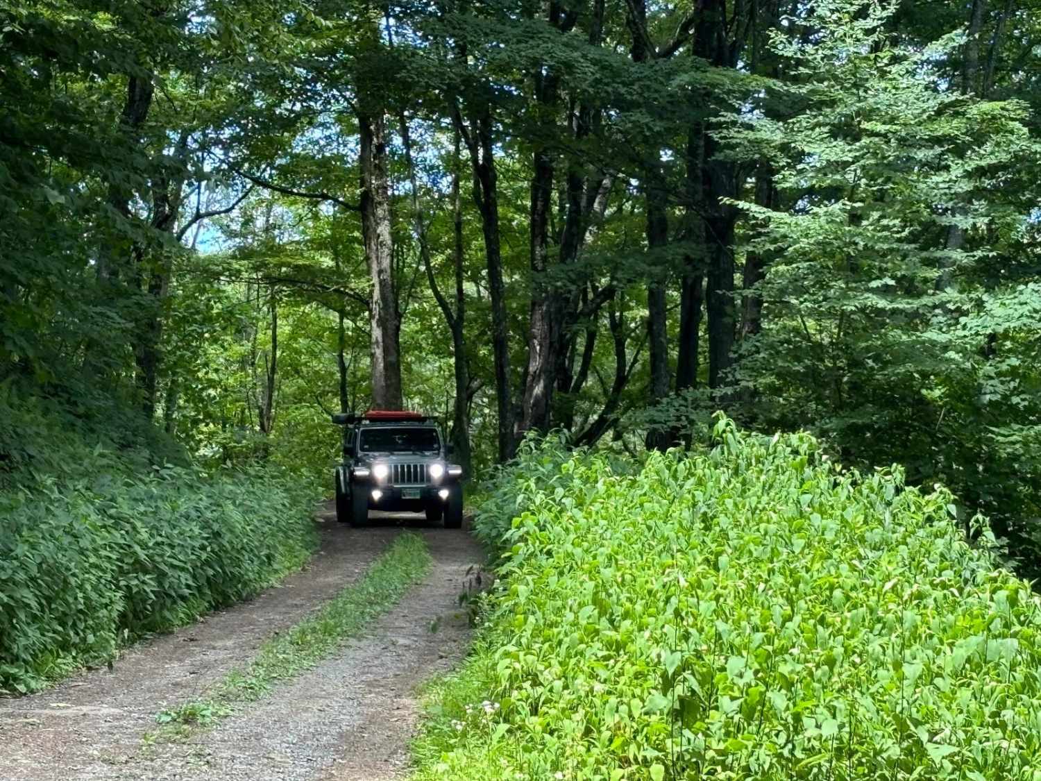 Owl Knob Hollow