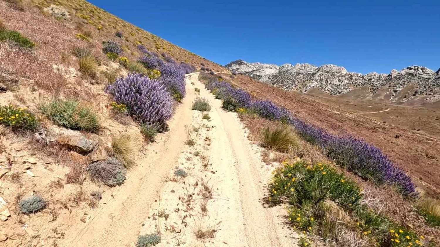 Buena Vista Canyon