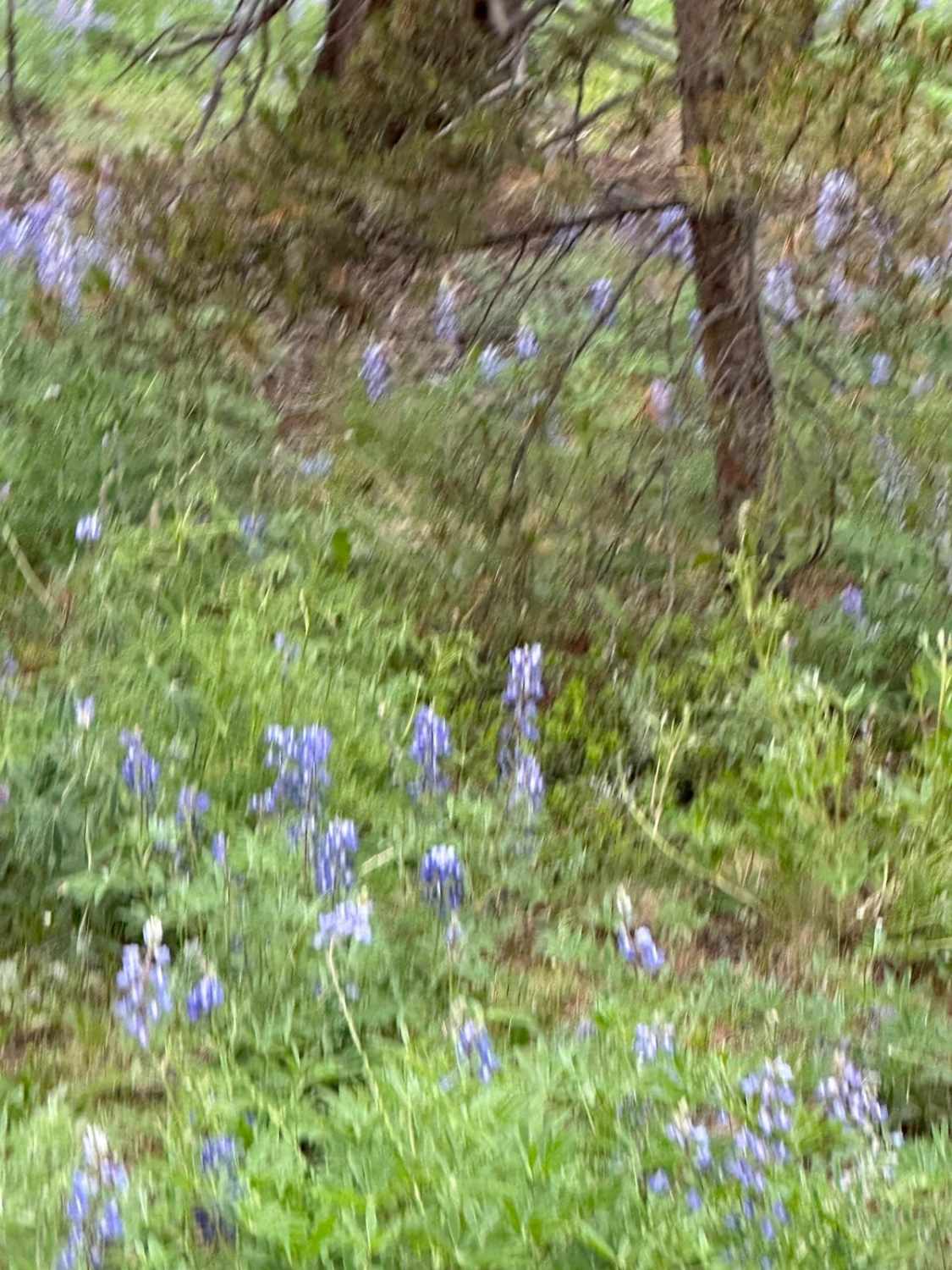 FS 7561C Purple Lupine Shortcut 