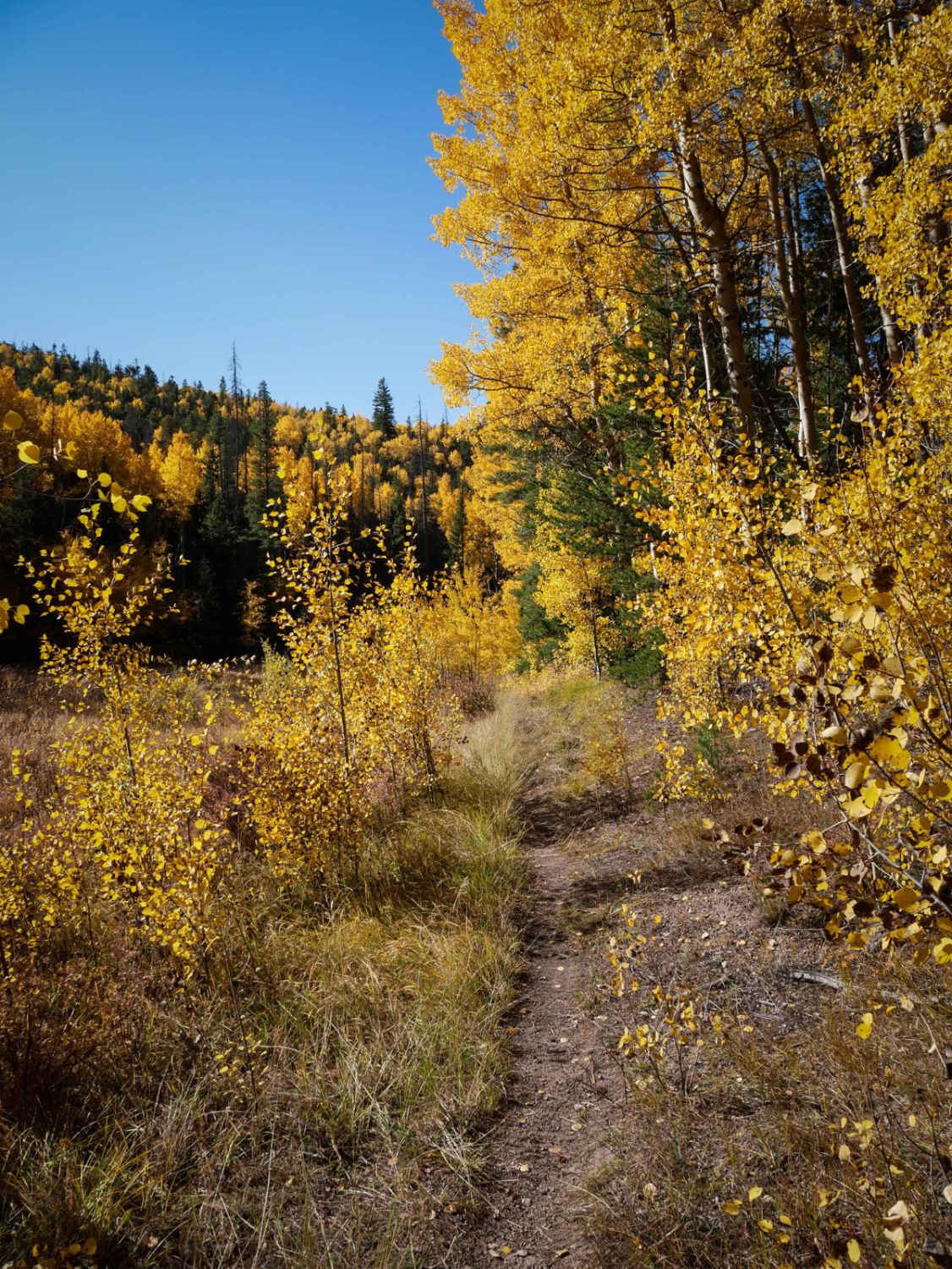 North Gulch 