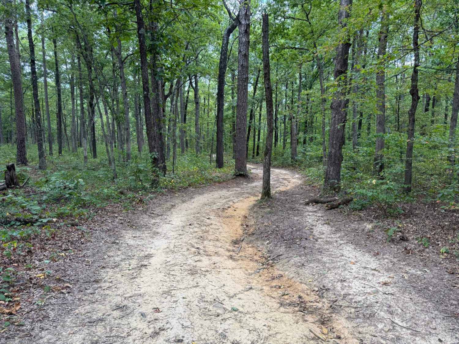 Huckleberry Mountain - Trail 2611