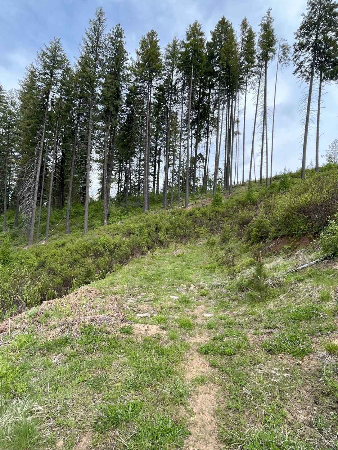 Clearcuts to Bob's Creek Road