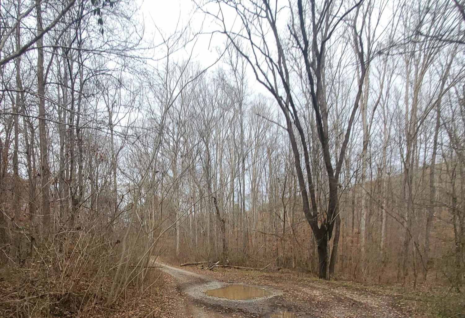 Stover Creek Road - FR 207