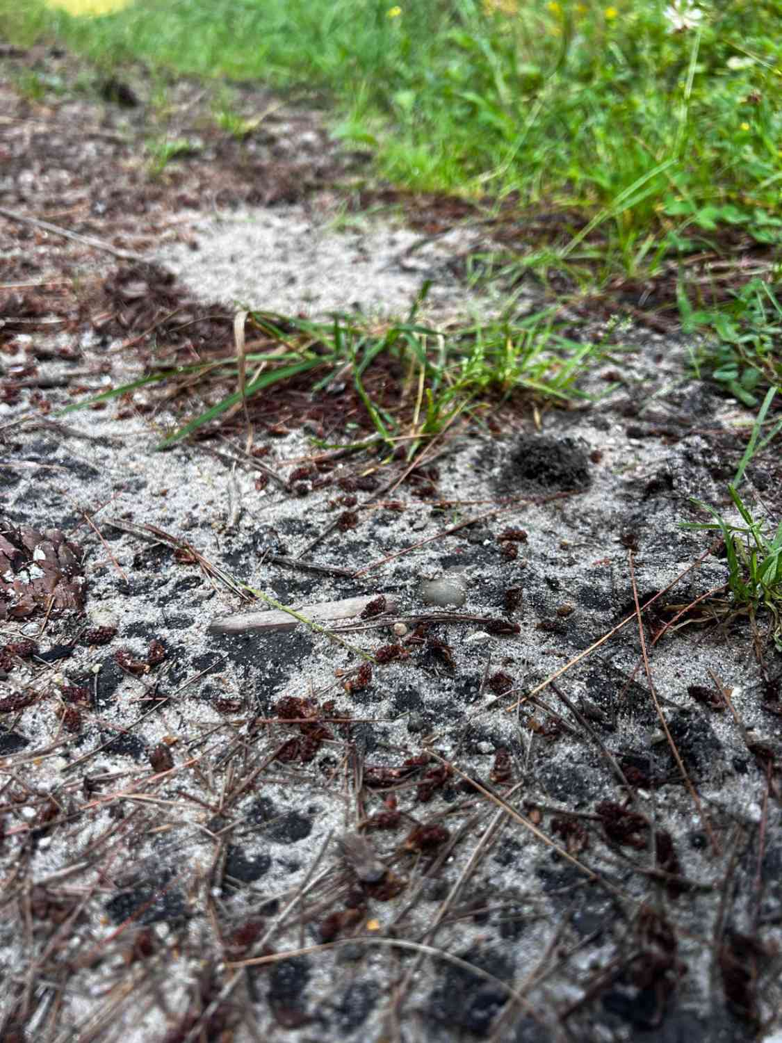 Trail 8