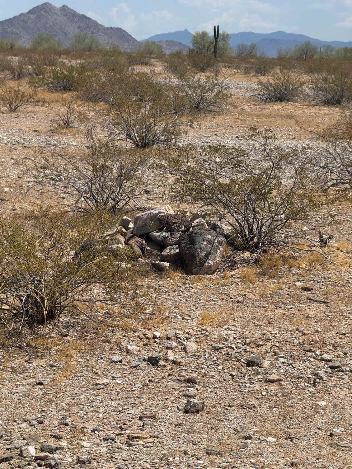 The Buzz of Gila Bend