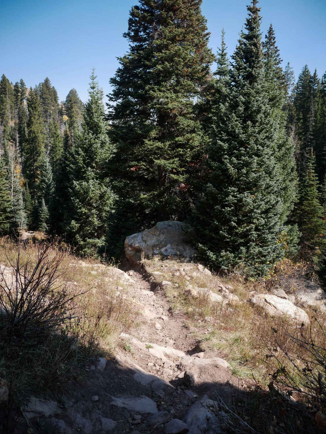Buck Spur 