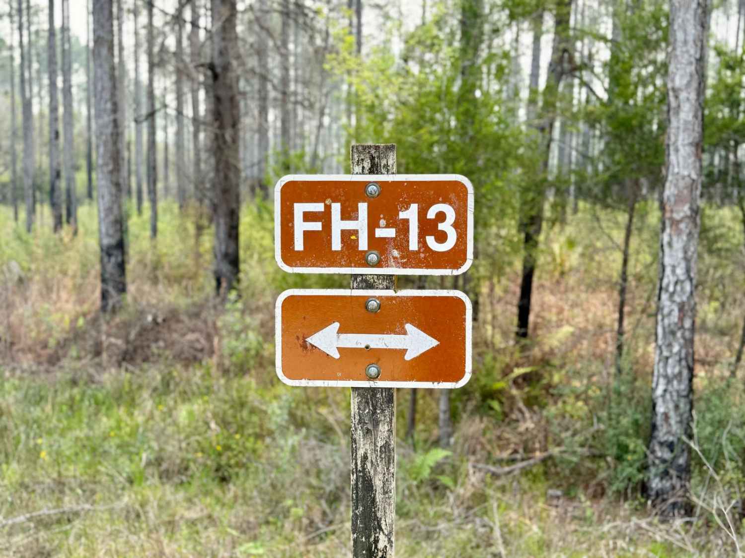 Forest Highway 13 West 65