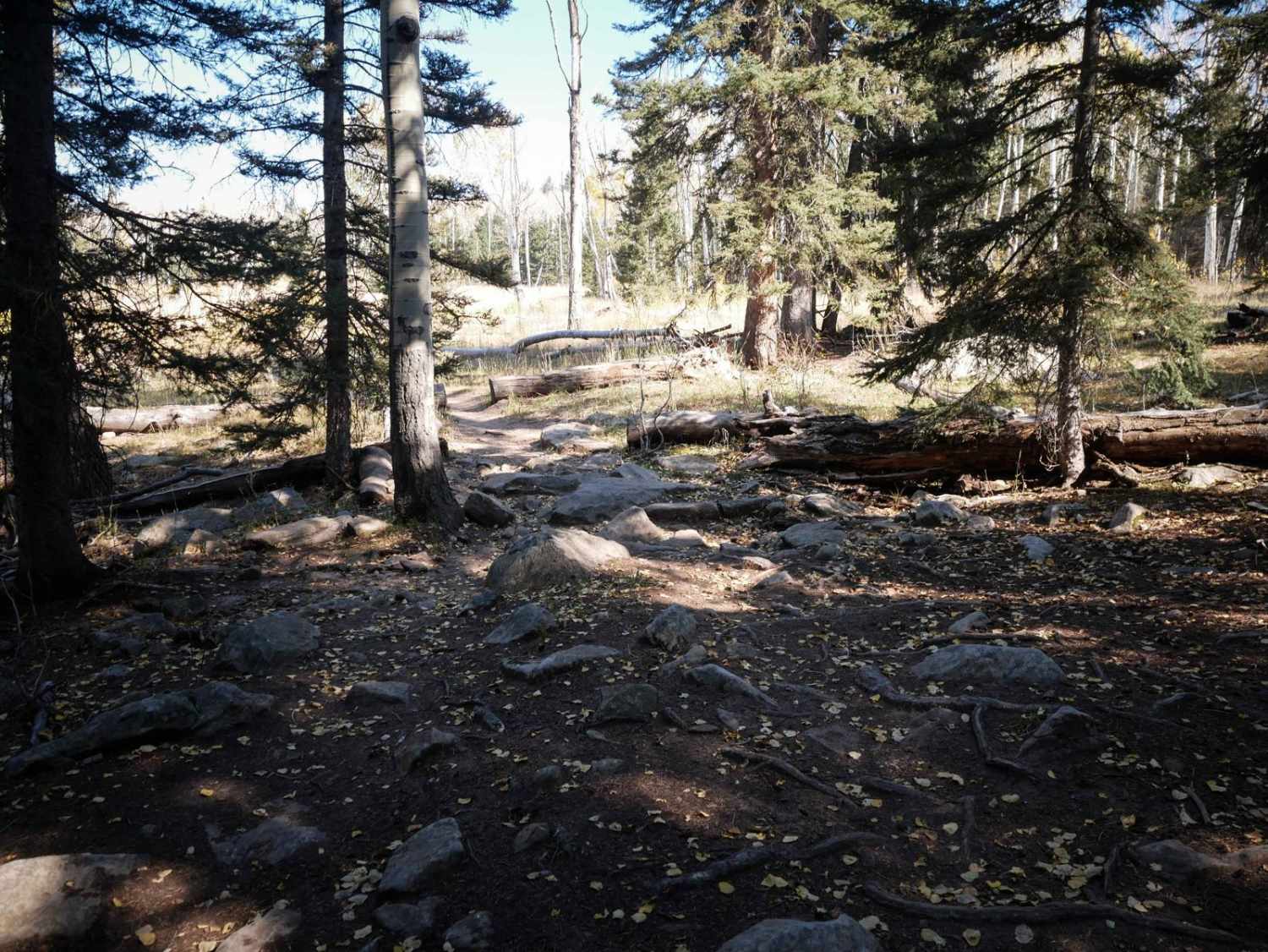 Aspen Loop 