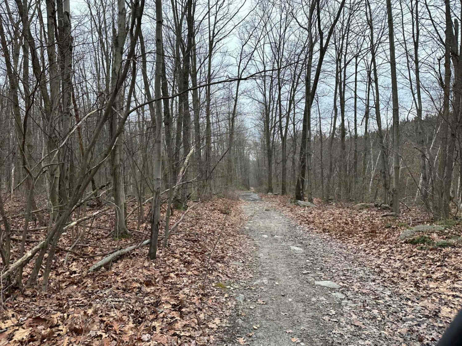 Locust Gap 24