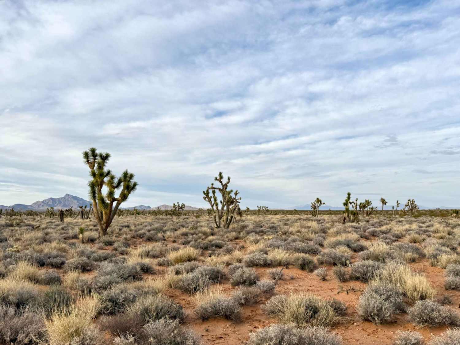 Joshua Trees and Cliffsides