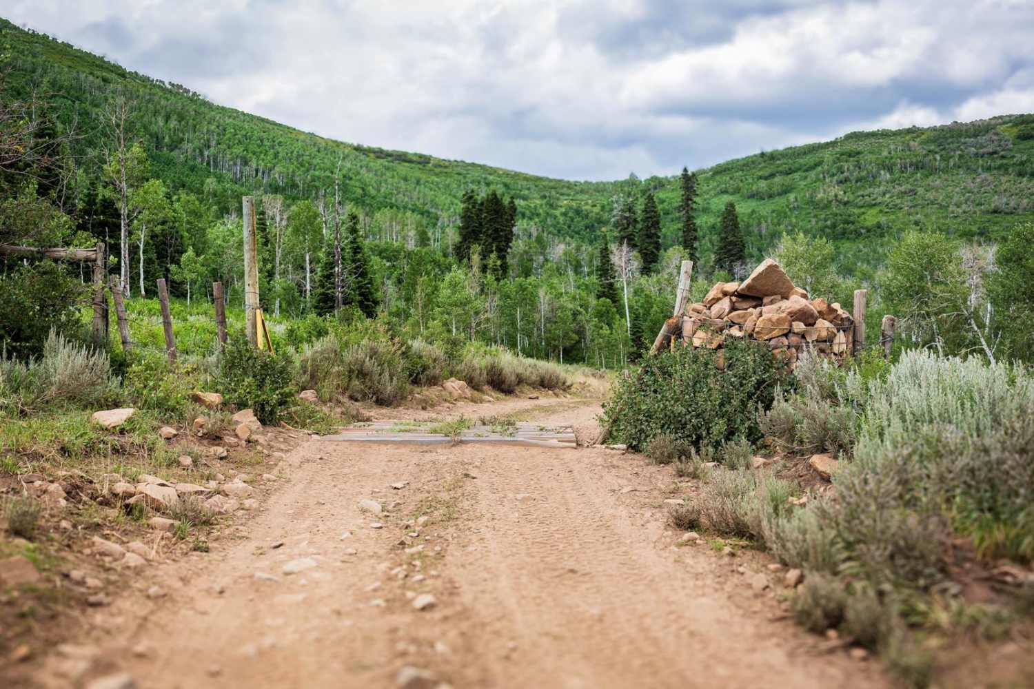 Strawberry Ridge - FR 70135