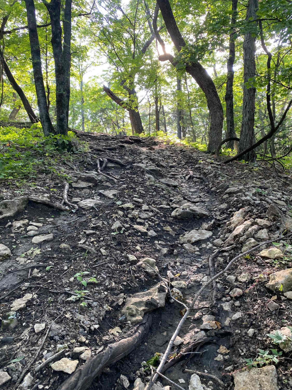 Ted's Hill