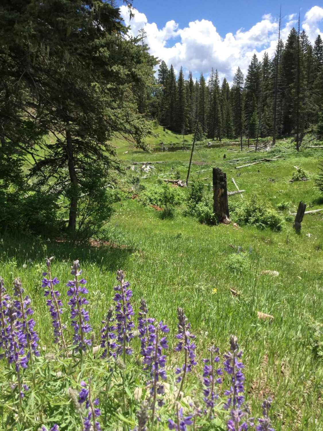 FR 70 American Creek