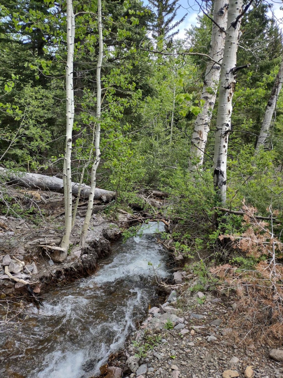Tenmile Creek Trail