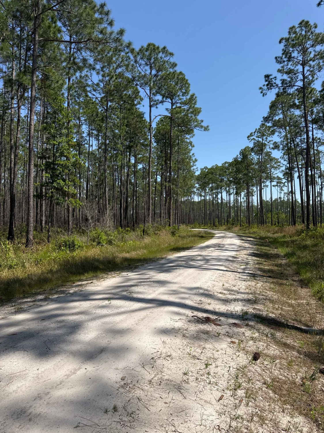 Middle Prong - Osceola NF 232