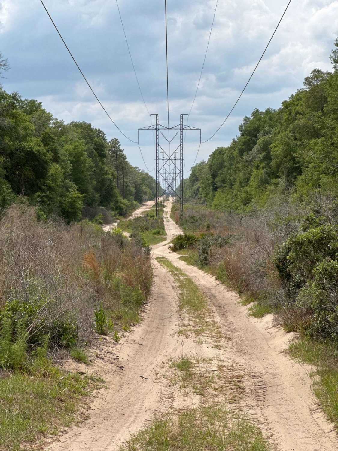 Wandering Wiregrass - ONF 10