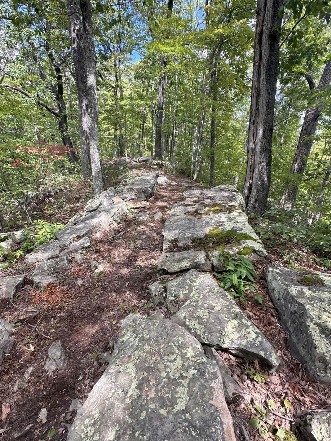 Rattler Ridge