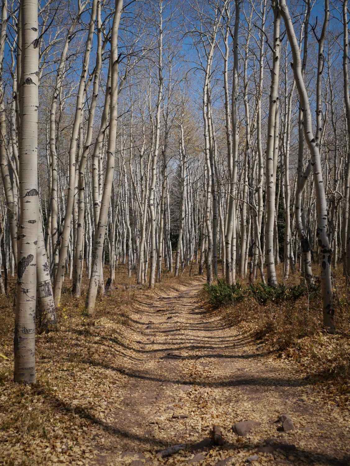 Rim ATV Trail 