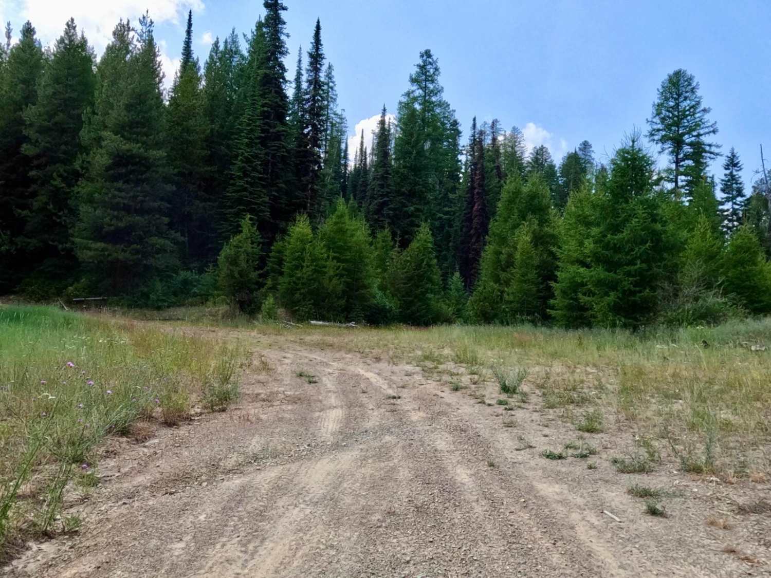 Cold Peak Trail (FSR 3803)
