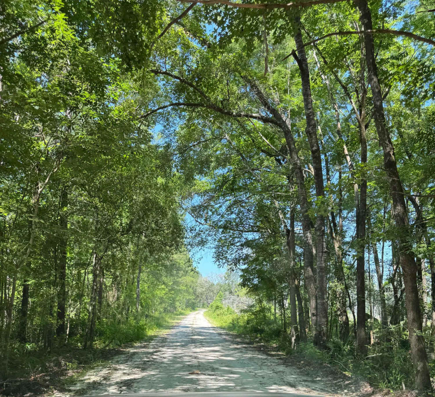 Satilla WMA Tour