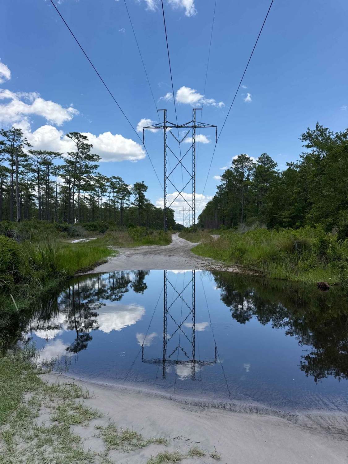 East Wandering Wiregrass