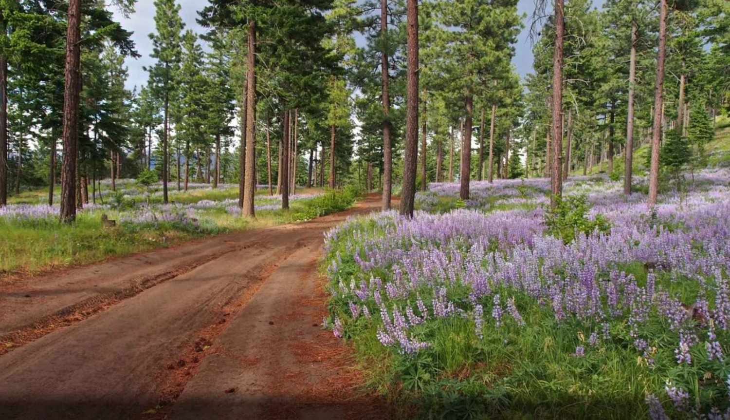 Tamarack Ridge Road