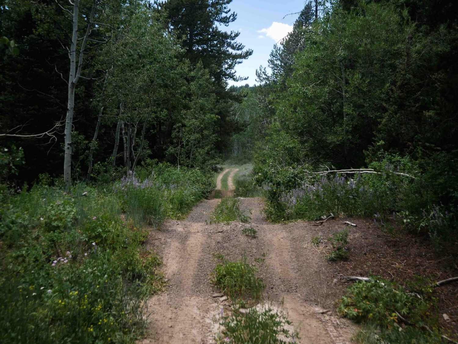 Goodheart Springs Alt #3566A 