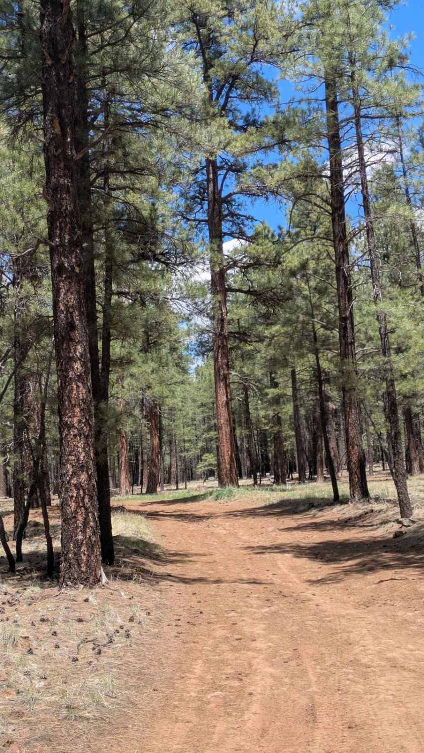 Lost Pines Cutoff FS 6149