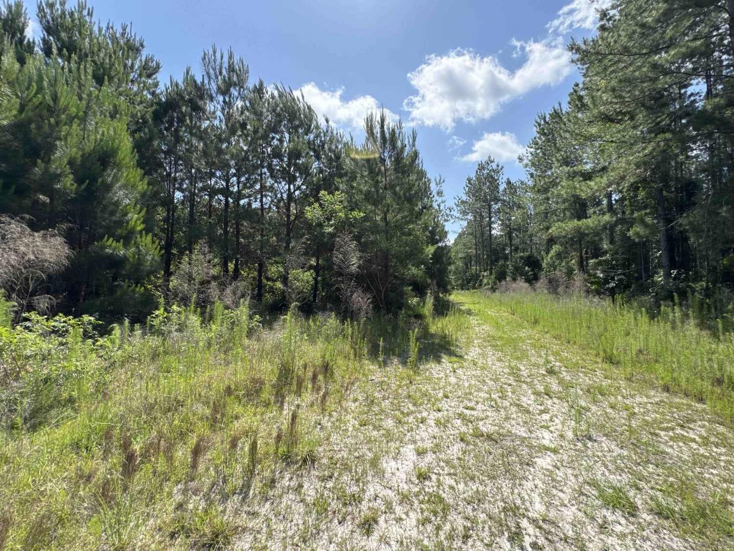 Jeep Trail - Grove Park South WMA