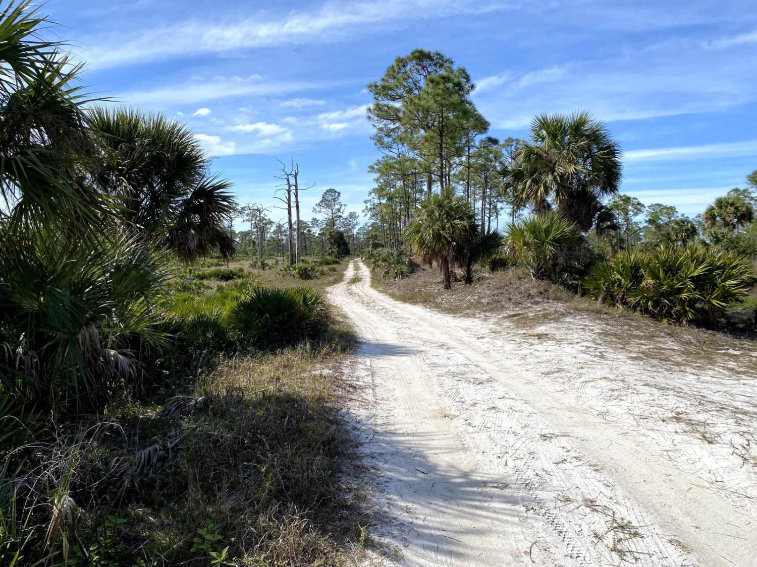 Road 1 - Babcock-Webb WMA