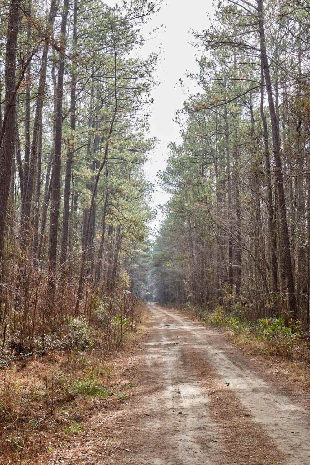 FSR115 - Bonneau Road