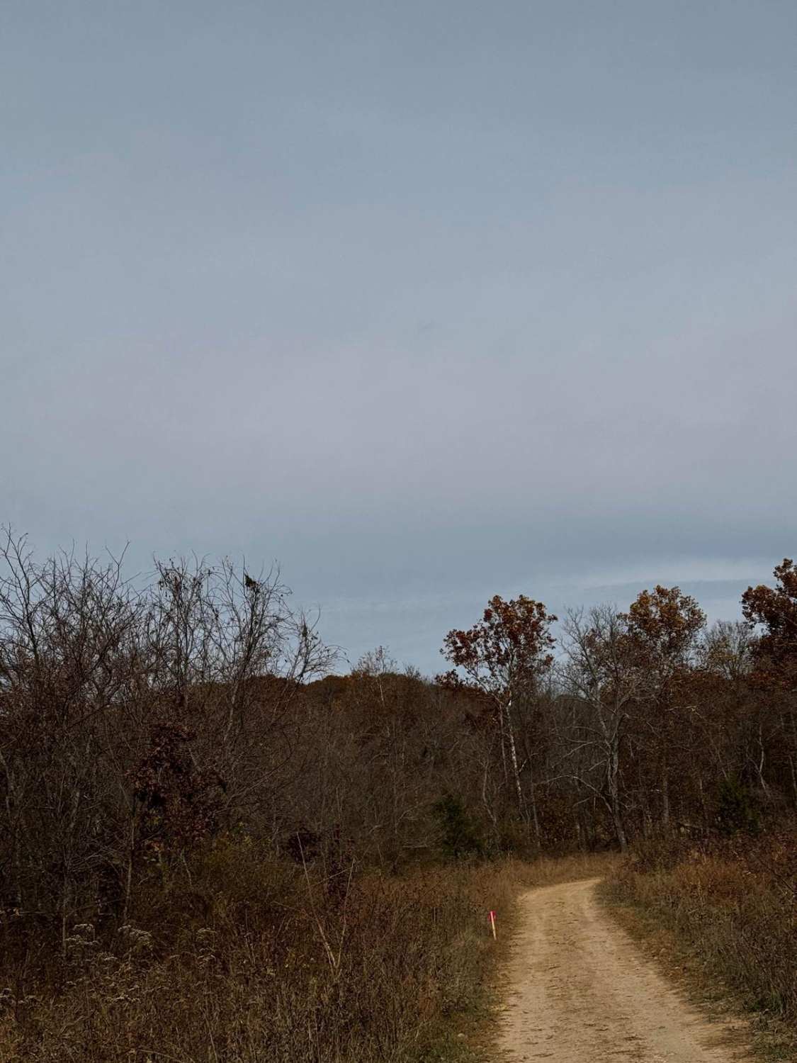 Bobcat Lane