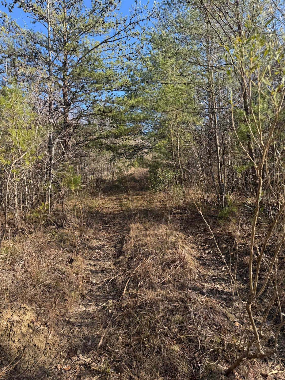 #106 The Bush