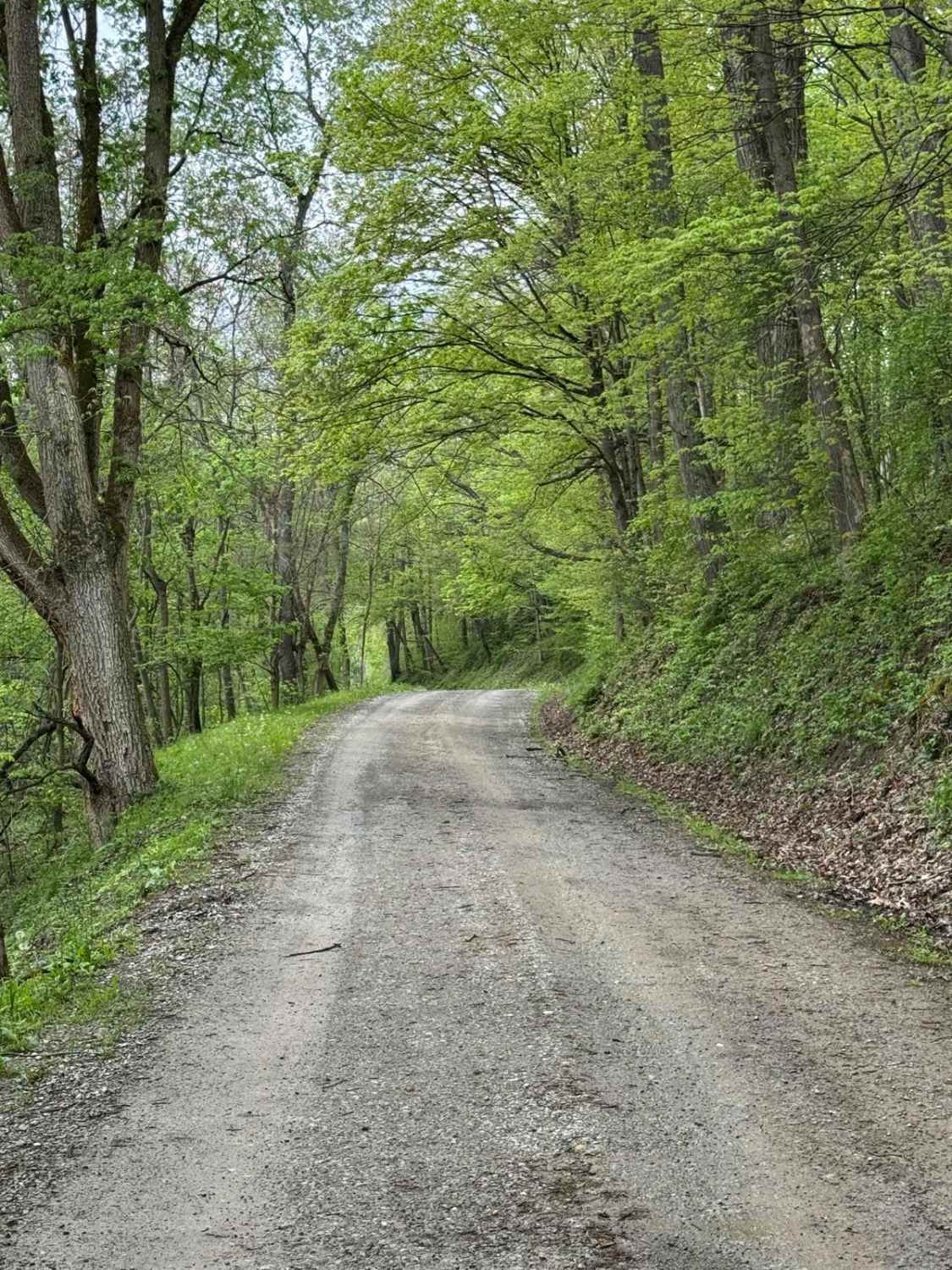 Shaler Road