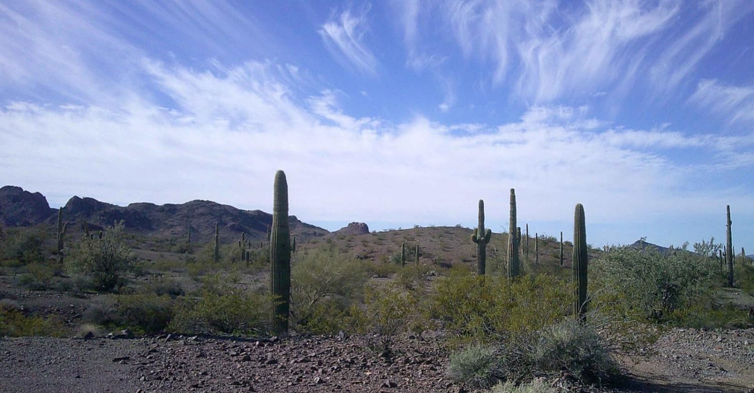 Cactus Road