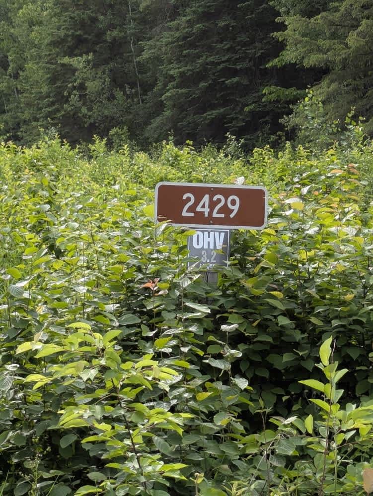 2429