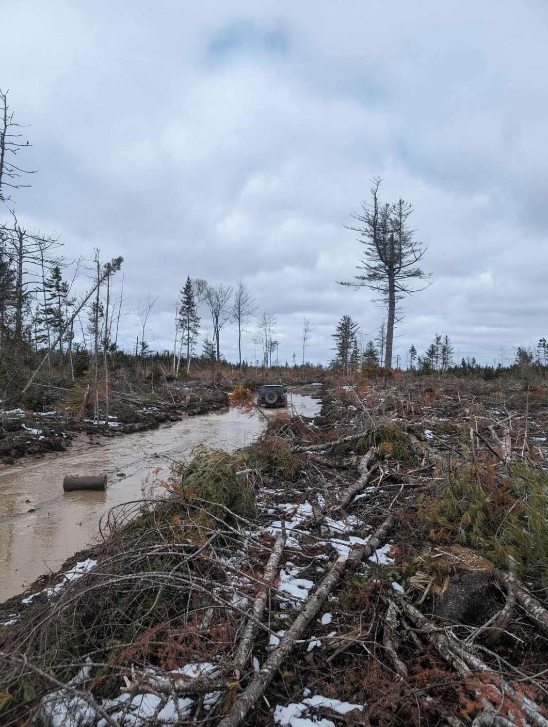 Douglas Clearcut