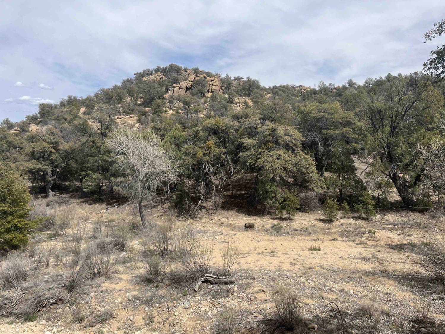 Willow Creek/Shrine Mine Road