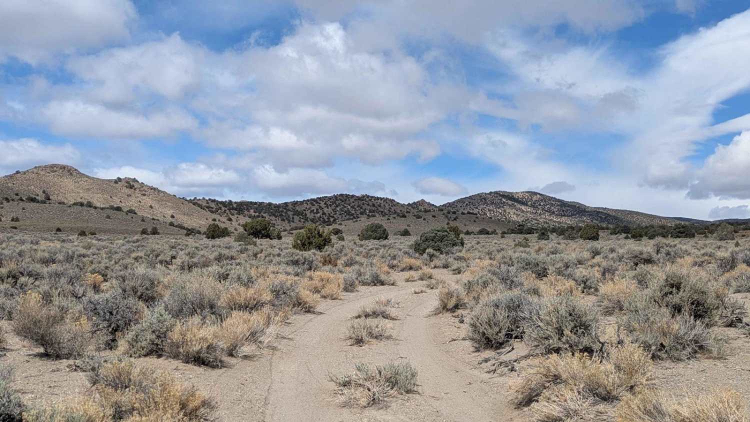 Douglas Spring - 44501