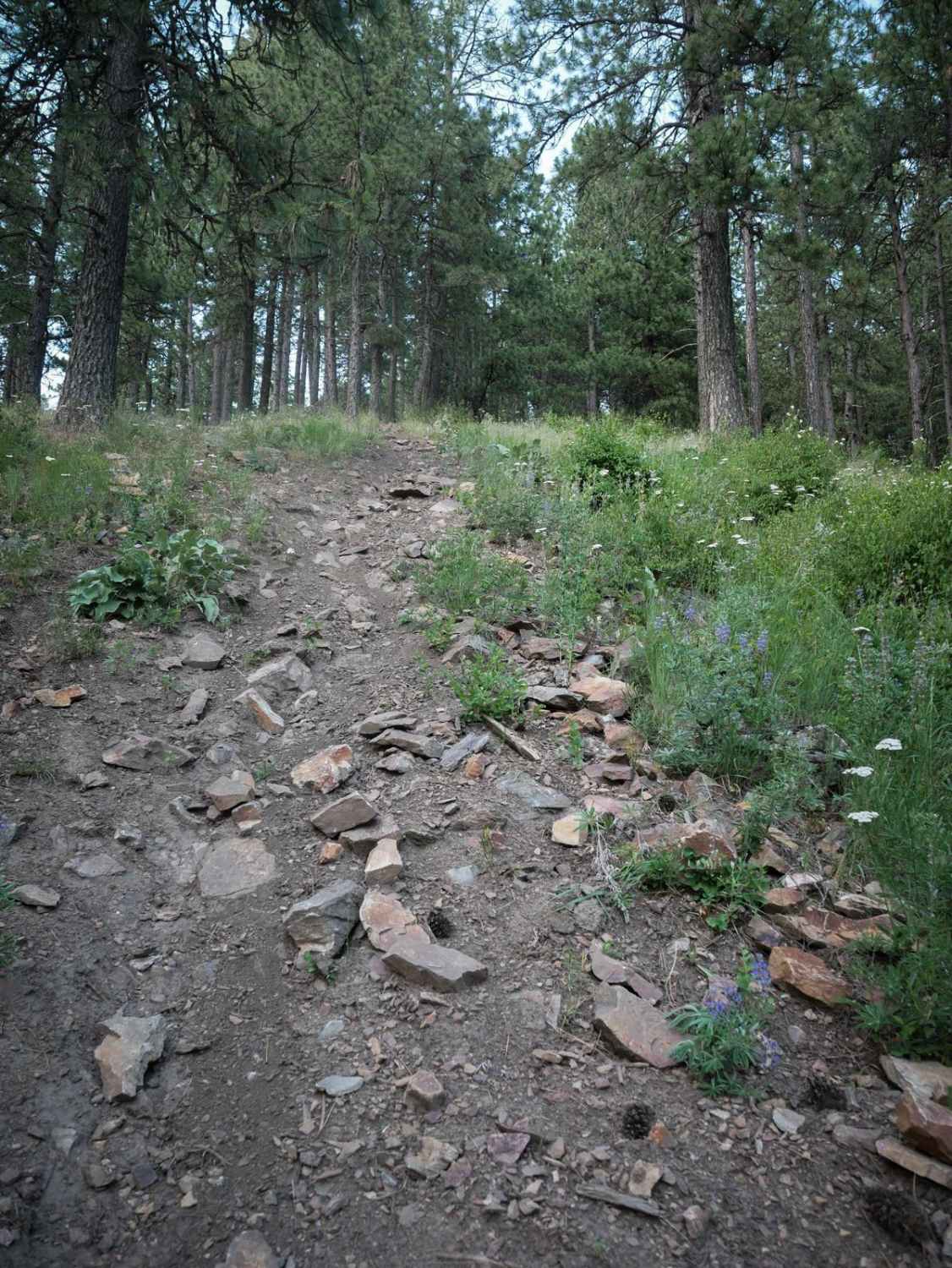 Canfield Mountain- Trail 3 