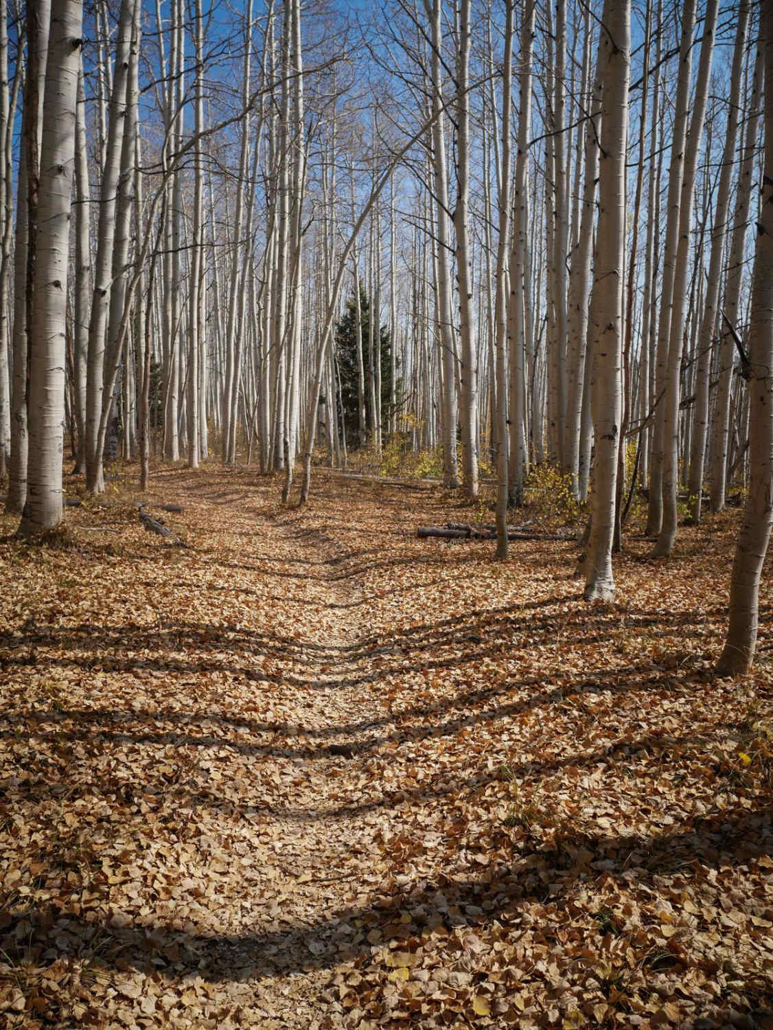 Aspen Loop 