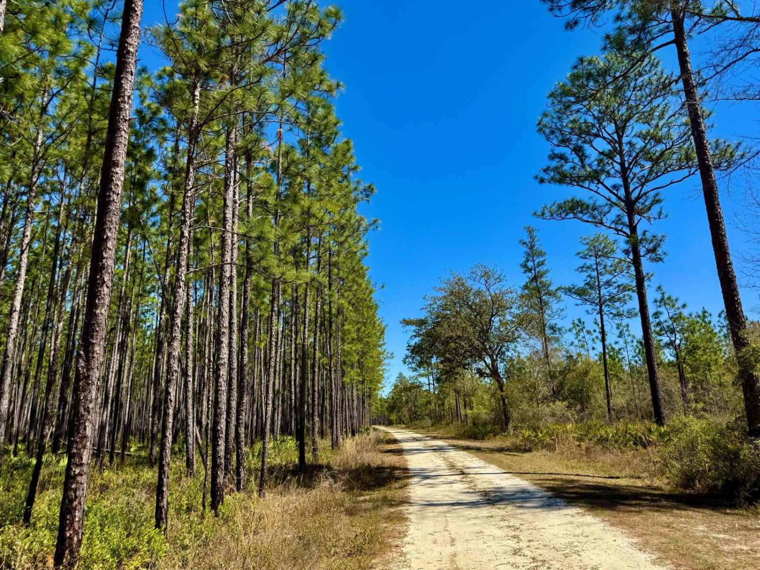 High Hill Creek - FS 319