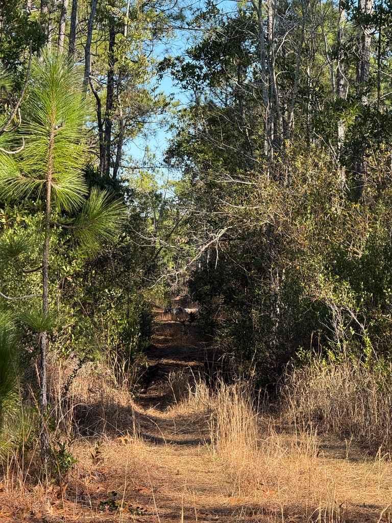Bogue road spur 2