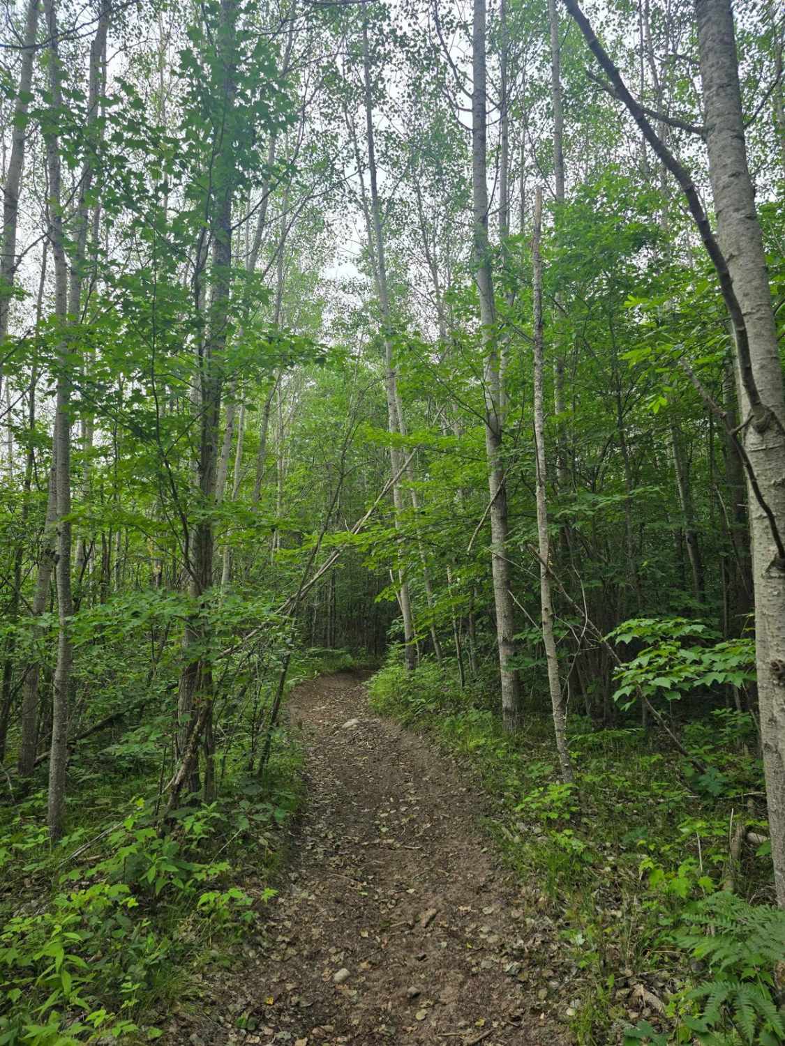 Ambrose Lake - Ogemaw Hills North