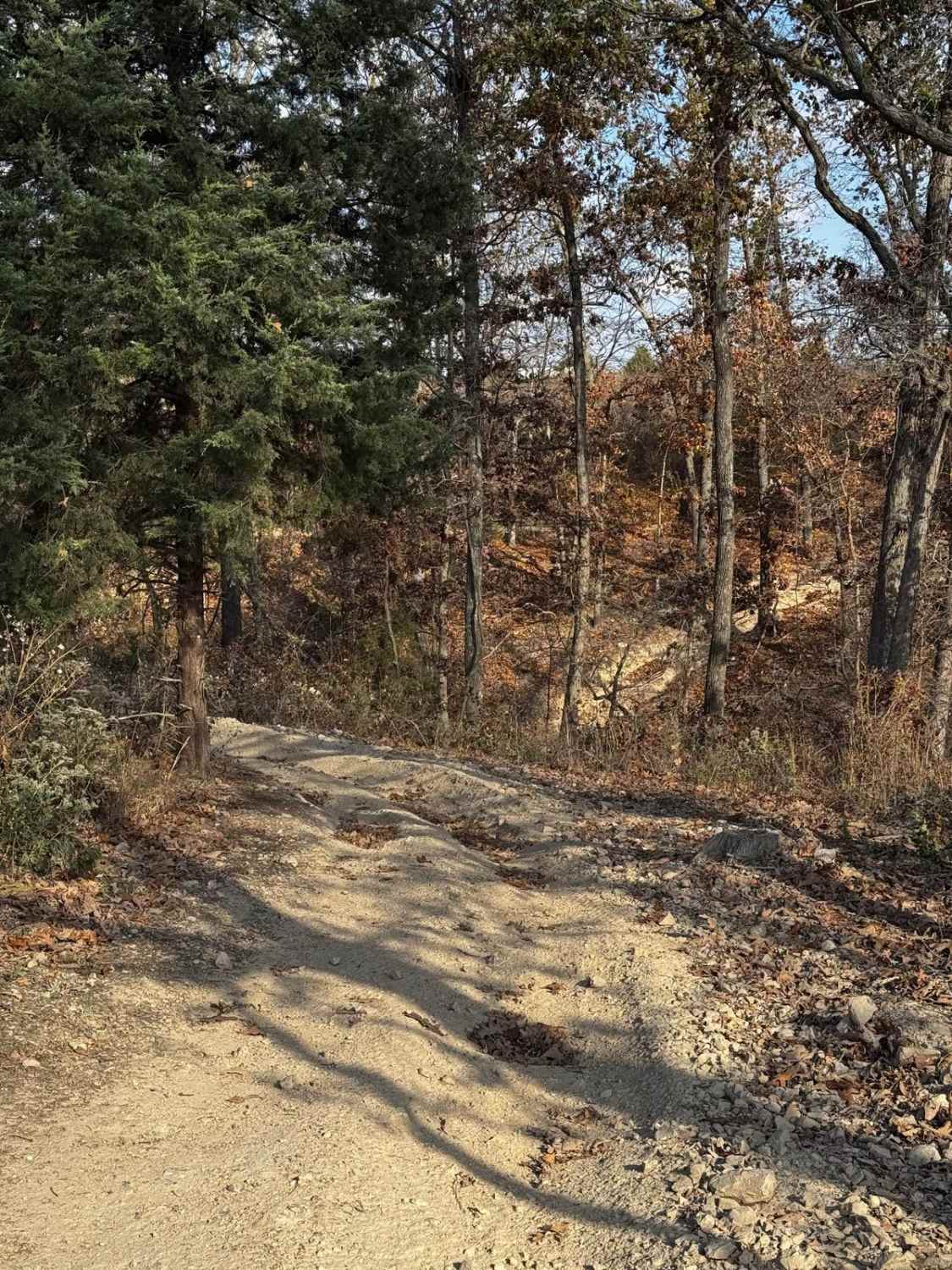 Deer Lick