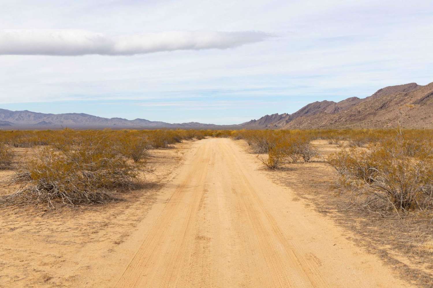 Fenceline Cholla