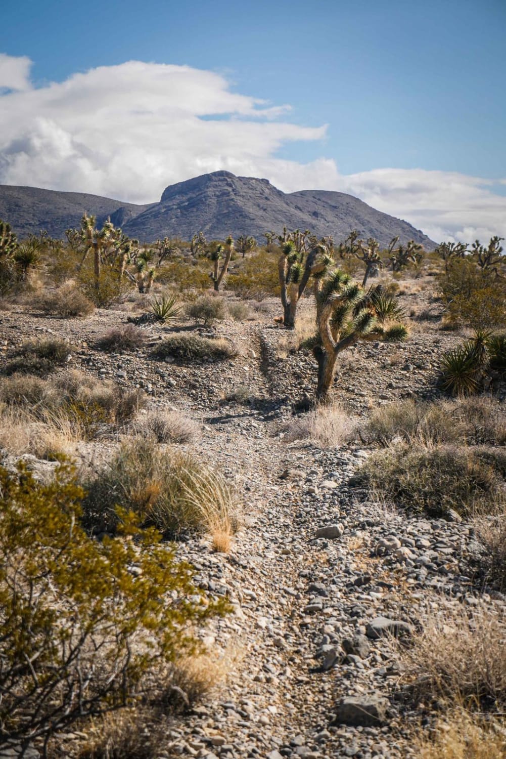 Cactus Trail