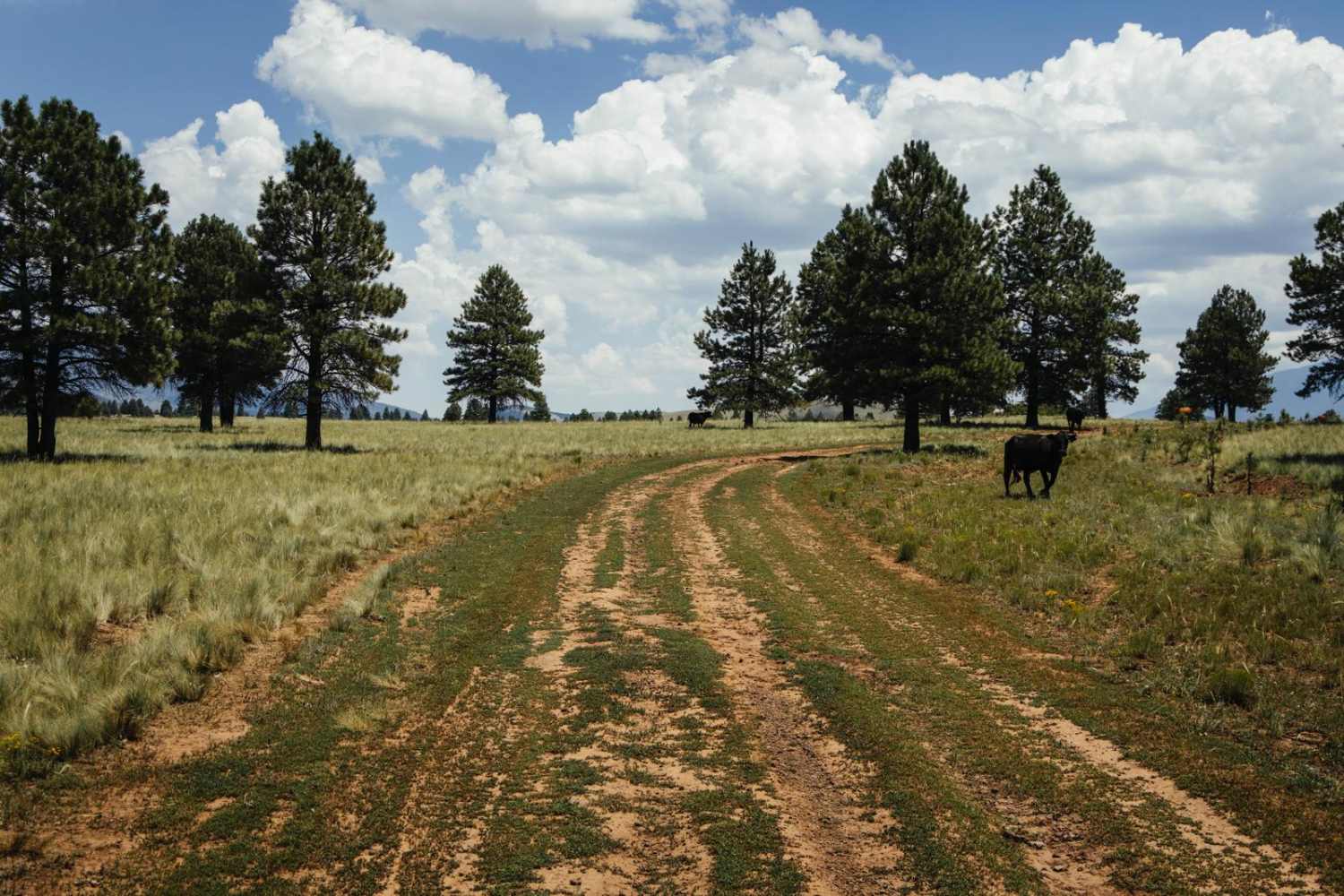Cow Paradise