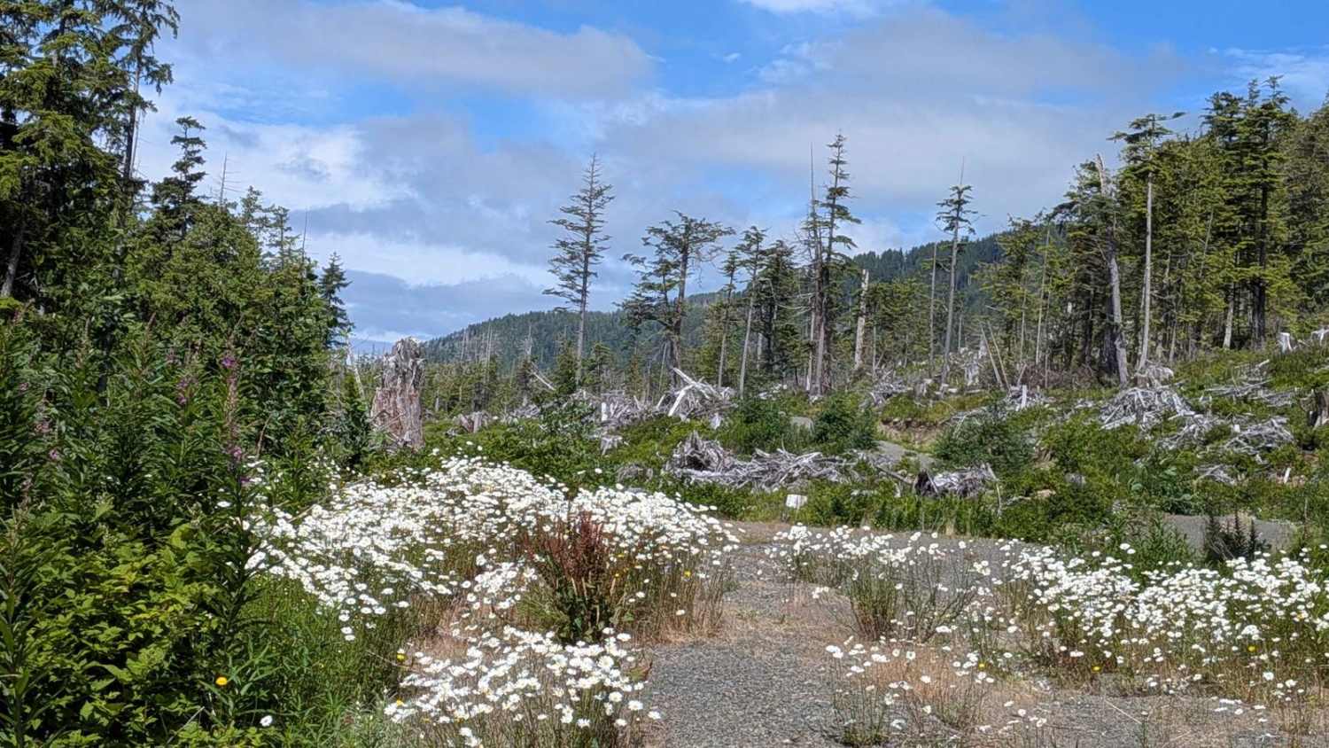 Hecht Wildflower Ridge Spur