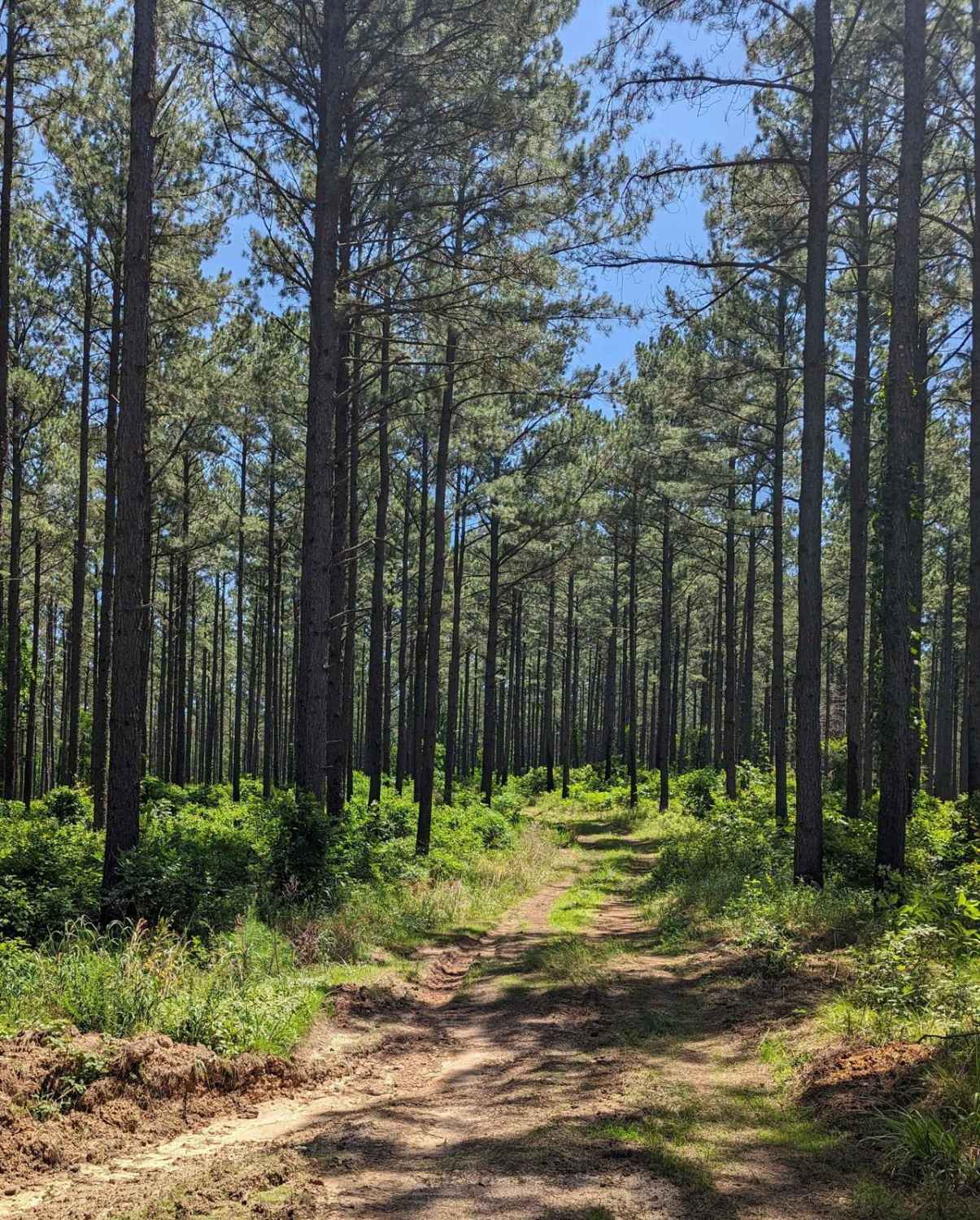 Chickalah Mountain East Trail
